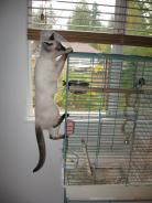 more kittens